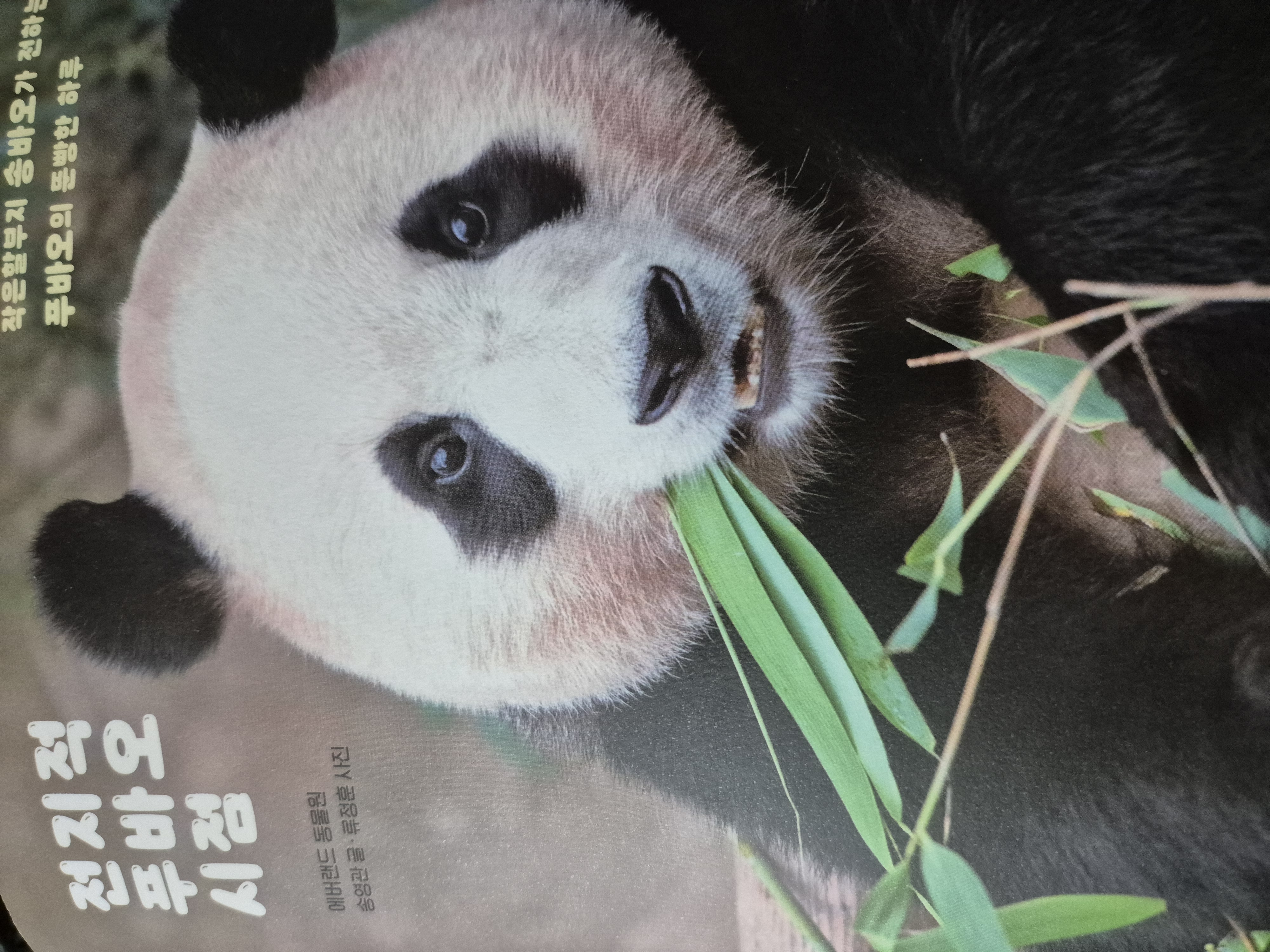 [전자책] 전지적 푸바오 시점 | 에버랜드 동물원 | 위즈덤하우스 - 예스24