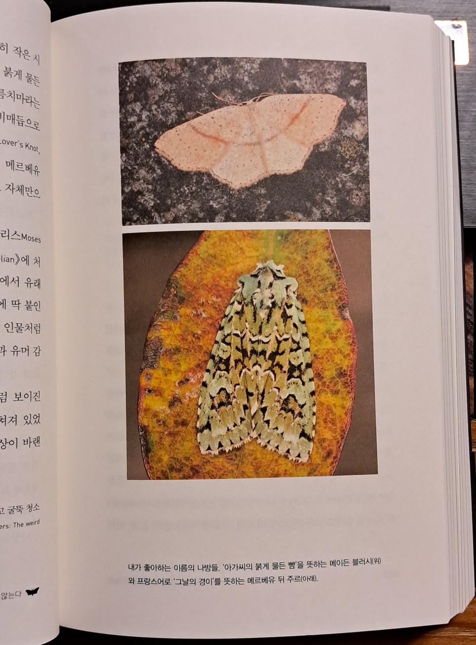 나방은 빛을 쫓지 않는다 | 팀 블랙번 | 김영사 - 예스24