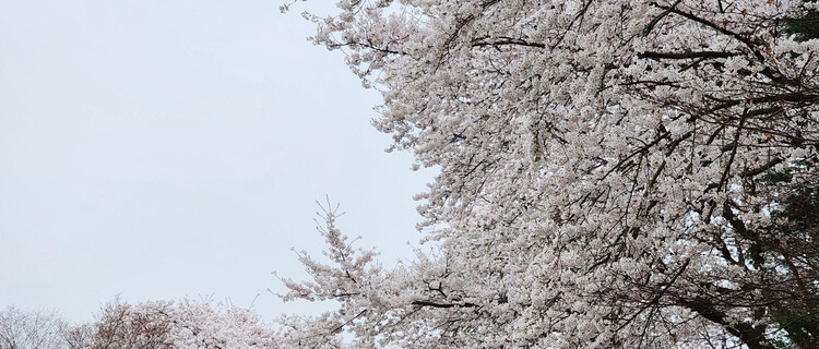 대표사진