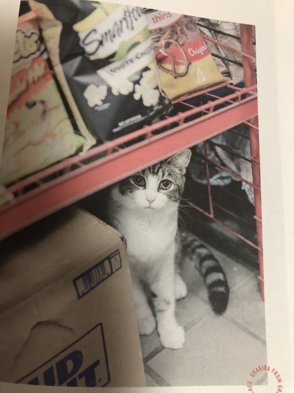 고양이가 그랬어 행복은 빈 상자 속에 있다고 도서 리뷰 : - 마음을 훔친 뉴욕의 33마리 고양이들 | Yes24 블로그