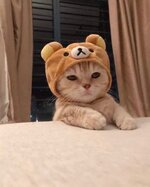 대표사진