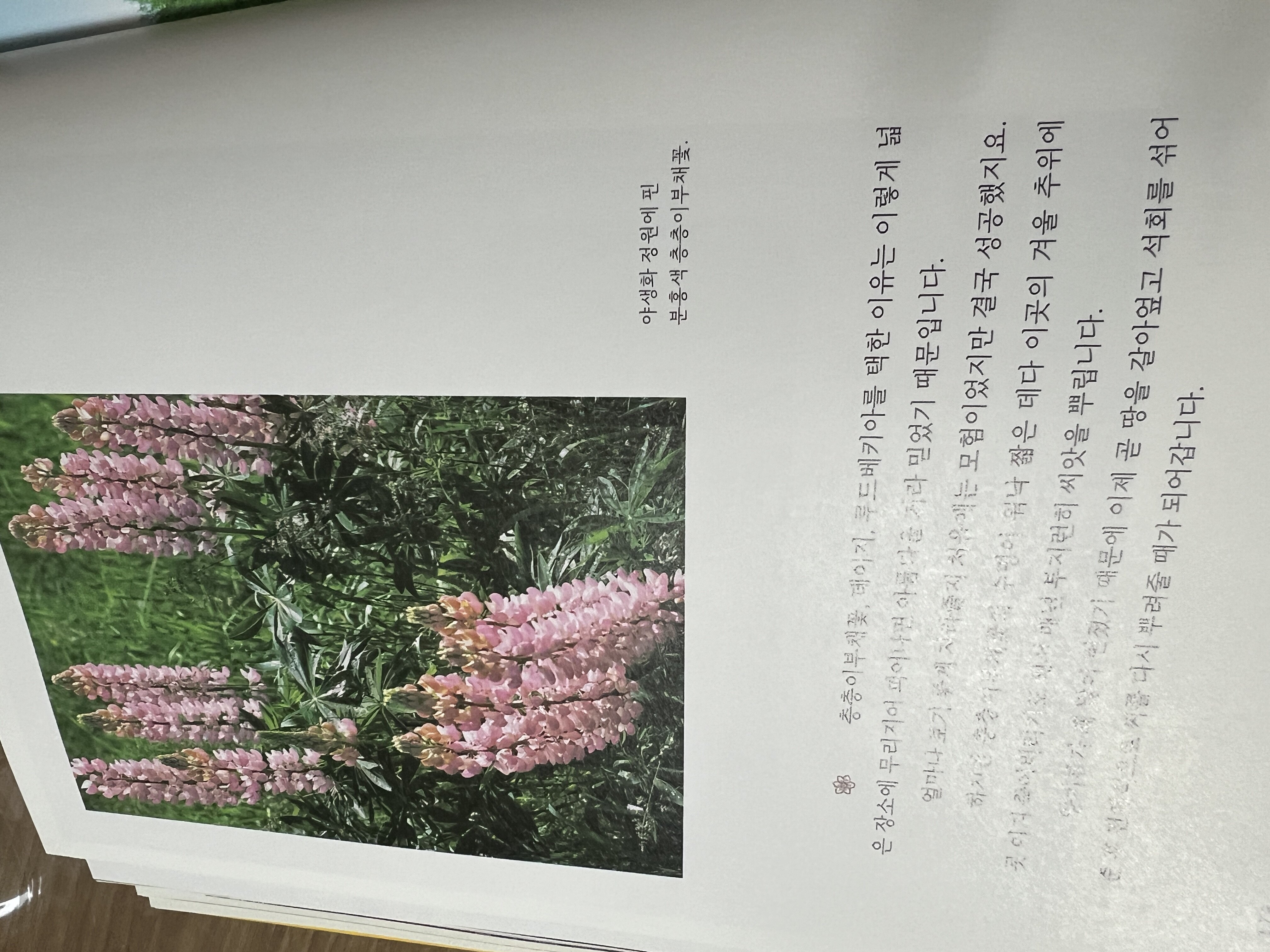 컨텐츠 이미지