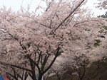 대표사진