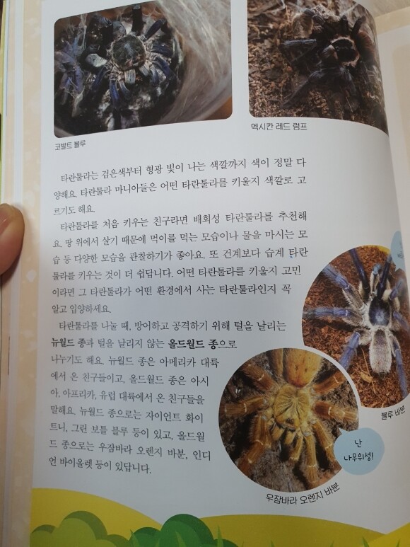 정브르가 알려주는 곤충 체험 백과 - 크레마클럽 정브르가 알려주는 곤충 체험 백과 - 크레마클럽