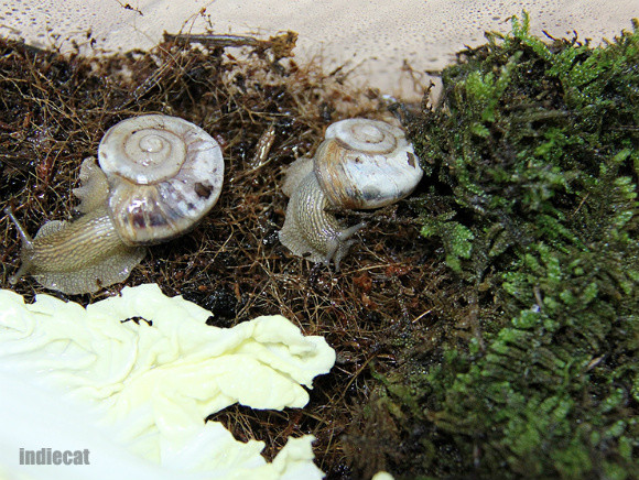 달팽이 (동양달팽이, 명주달팽이) | Yes24 블로그 - 내 삶의 쉼표