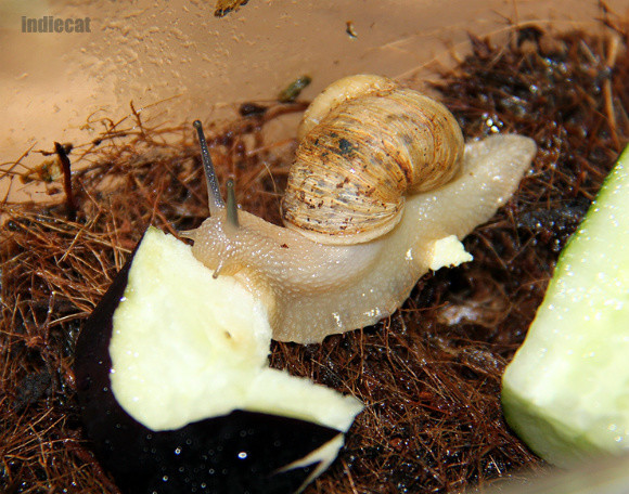 달팽이 (동양달팽이, 명주달팽이) | Yes24 블로그 - 내 삶의 쉼표