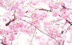 대표사진