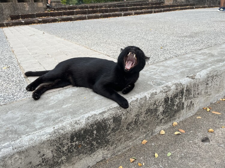 대표사진