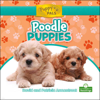 Poodle Puppies