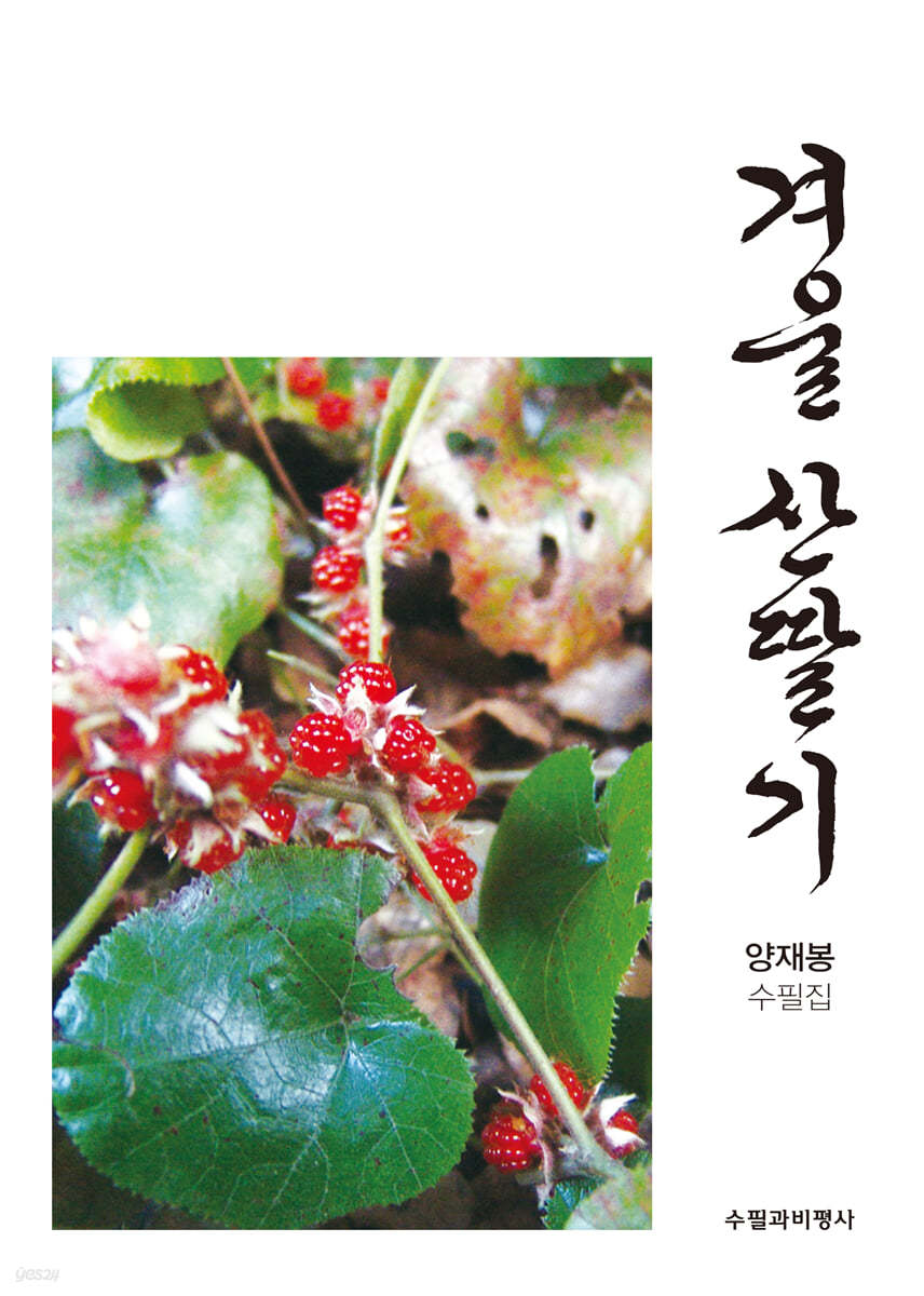 겨울 산딸기