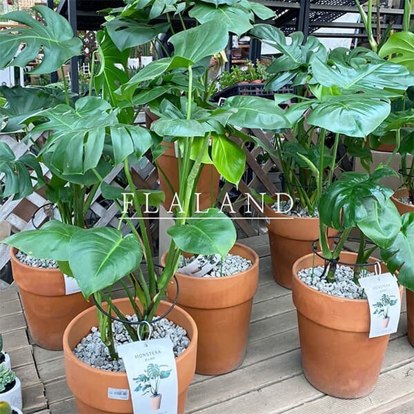 [고급물받침세트] 플라랜드 개업식물 공기정화 키우기쉬운식물 몬스테라 이태리토분