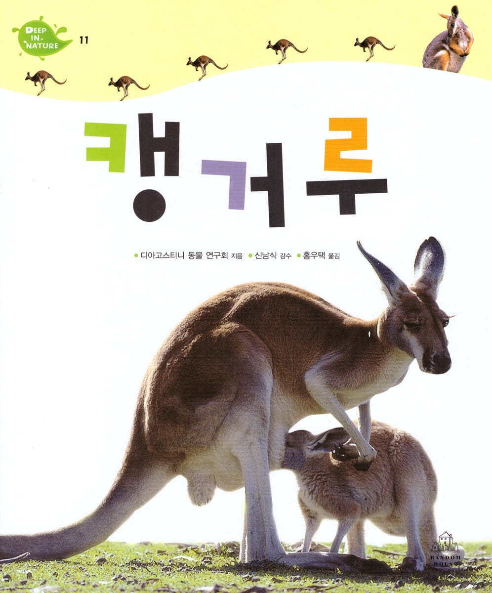 캥거루