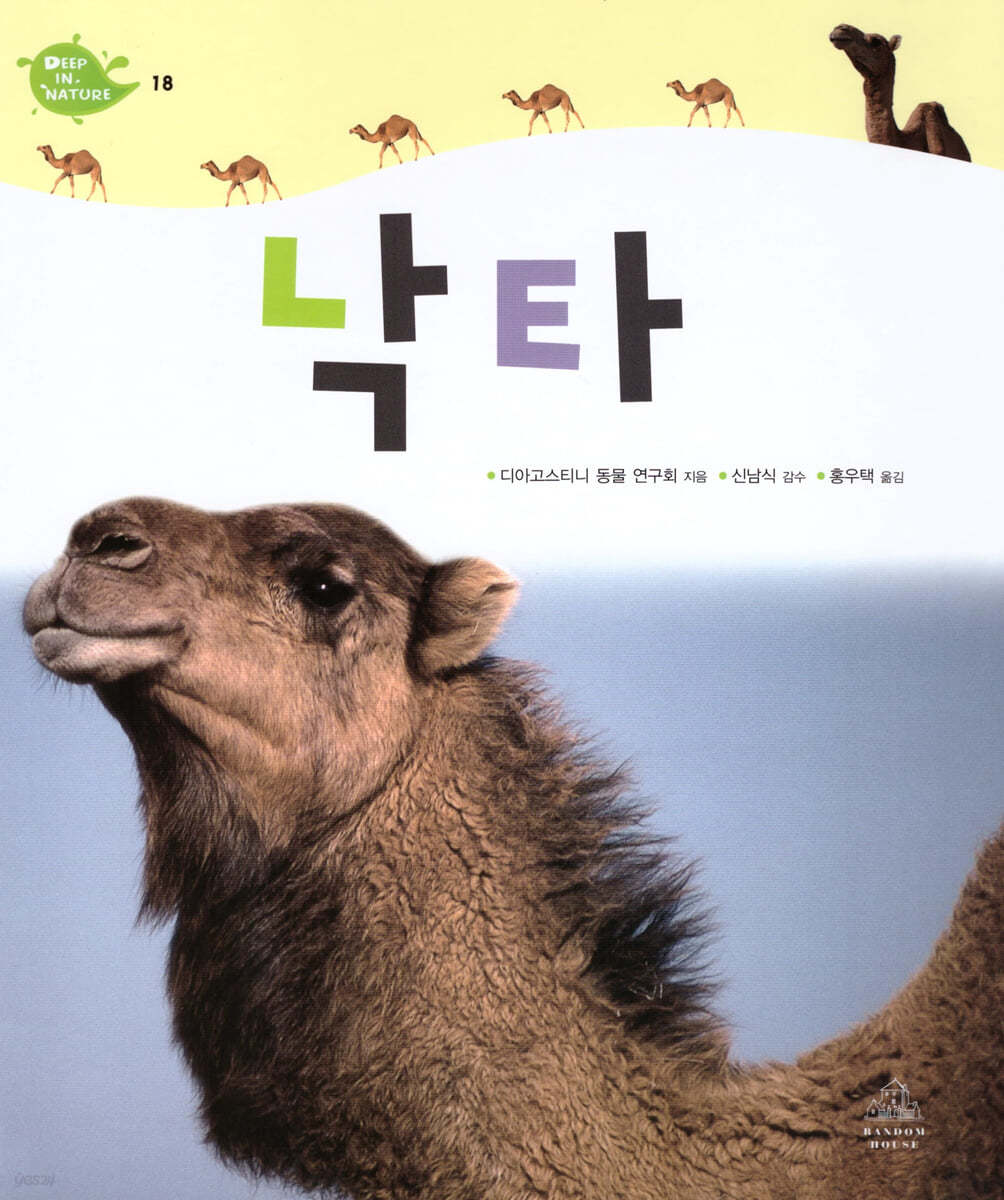 낙타