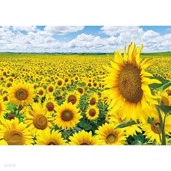 1014피스 직소퍼즐 - 해바라기 들판