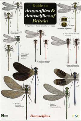 Guide to the Dragonflies and Damselflies of Britain