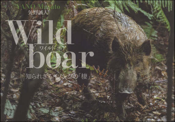 Wild boar