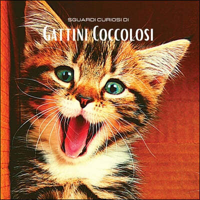 Sguardi Curiosi di Gattini Coccolosi