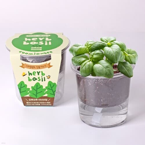 꿈쟁이 저면관수 식물키우기 허브바질 씨앗기르기