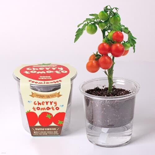 꿈쟁이 저면관수 식물키우기 방울토마토 씨앗기르기