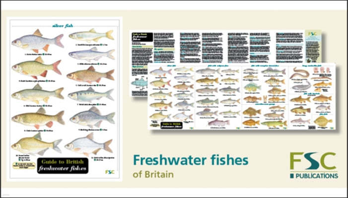 Guide to British Freshwater Fishes