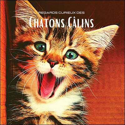 Regards curieux des Chatons Calins