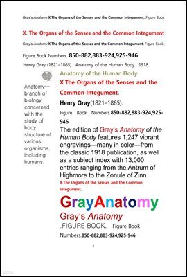 ׷̾Ƴ غ 10    ׸å.Grays Anatomy . X. The Organs of the Senses and the Common Int