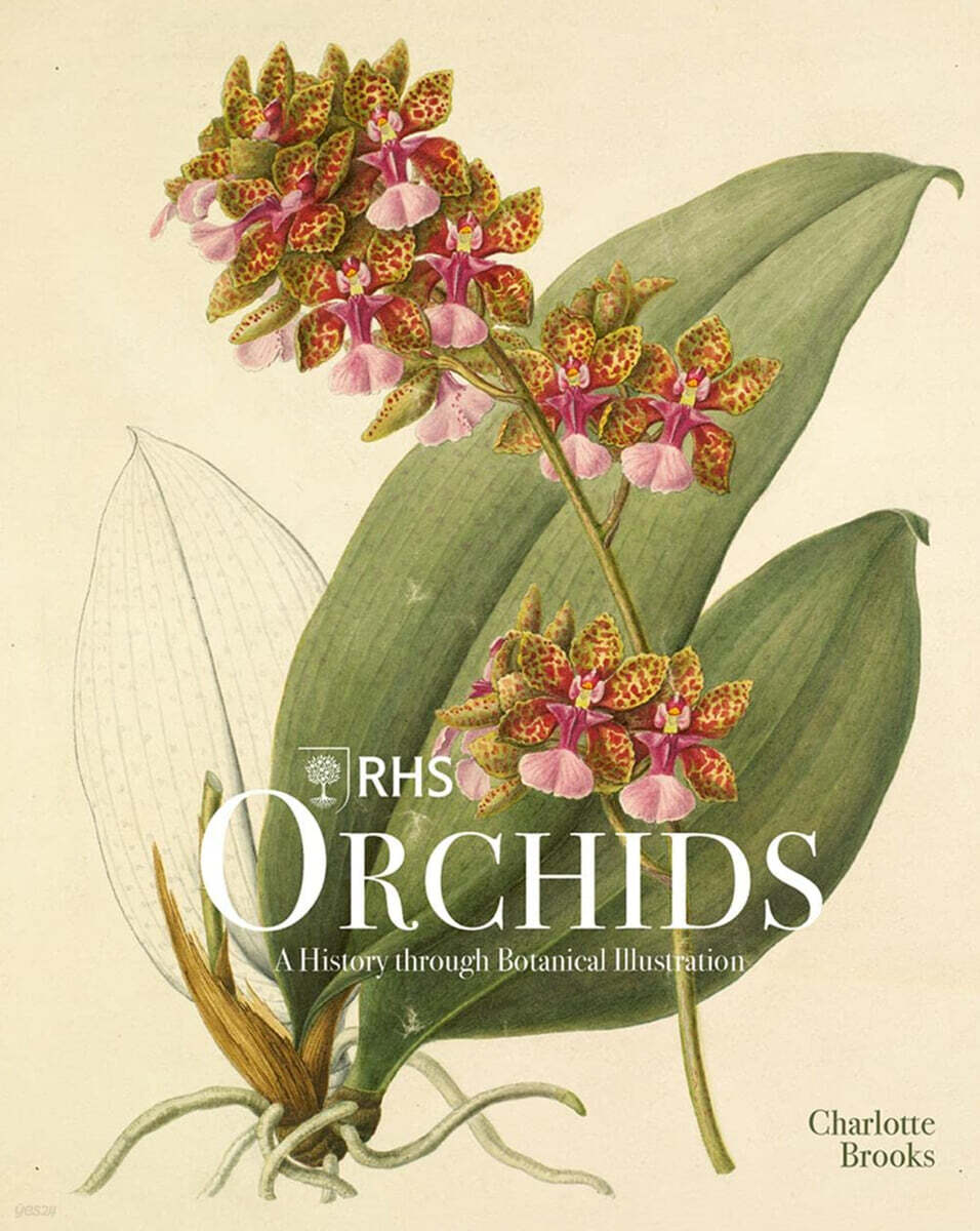 Rhs Orchids