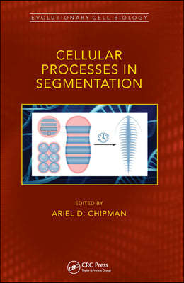 Cellular Processes in Segmentation