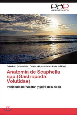 Anatomia de Scaphella spp.(Gastropoda: Volutidae)