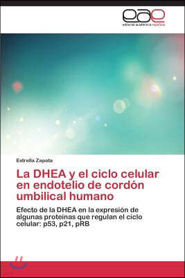 La DHEA y el ciclo celular en endotelio de cordon umbilical humano