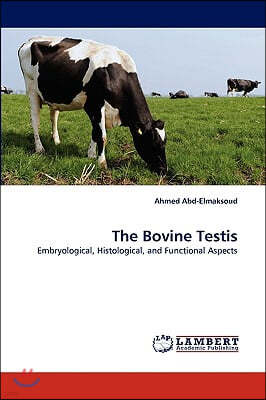 The Bovine Testis