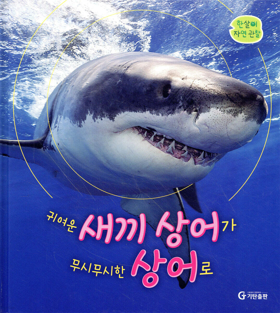 귀여운 새끼 상어가 무시무시한 상어로