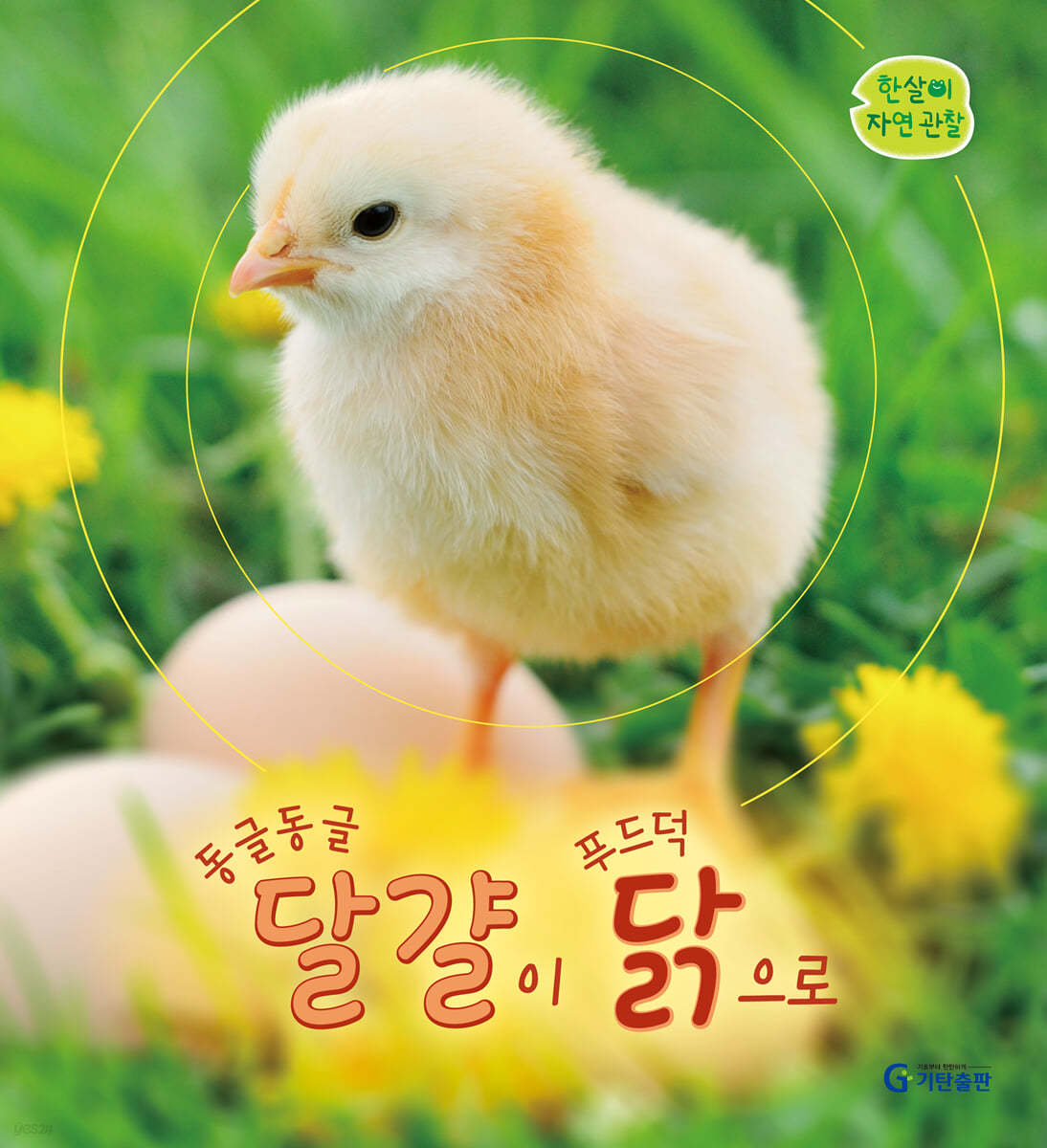 동글동글 달걀이 푸드덕 닭으로