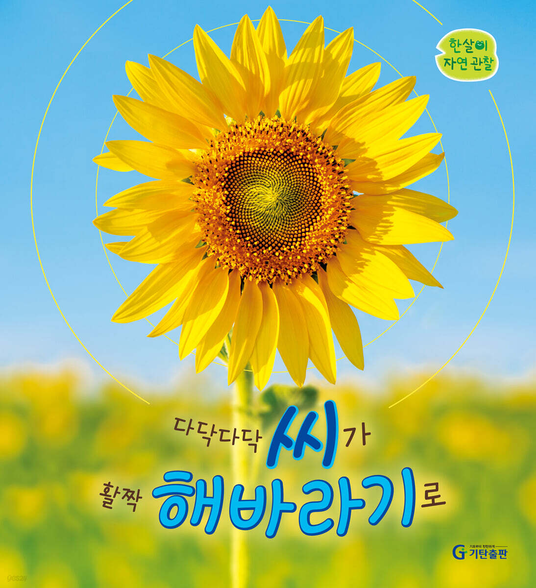 다닥다닥 씨가 활짝 해바라기로