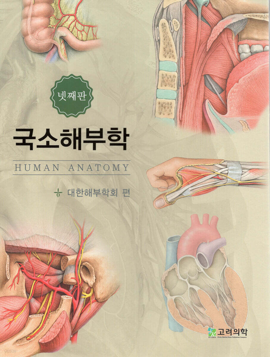 국소해부학