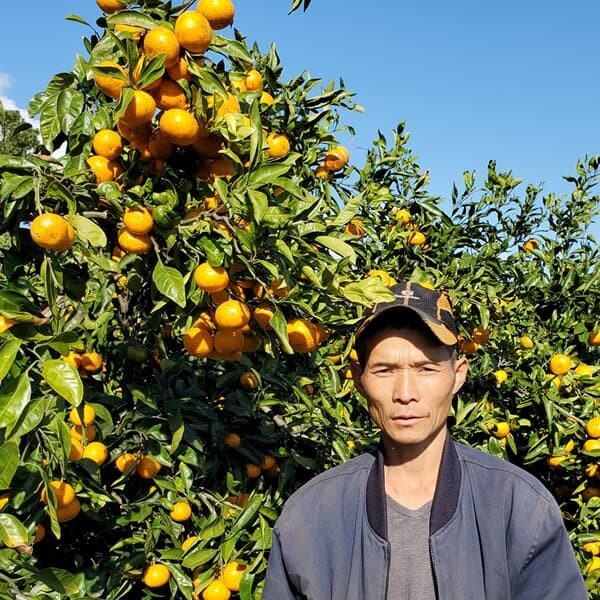 좋은맛 서귀포 직발송 고당도 노지 감귤 10kg(혼합과)