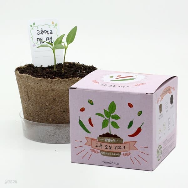 틔움 꼬마농부의 첫걸음 팜팜농장 (고추 모종키우기)