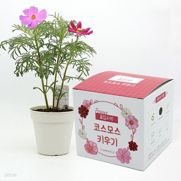 (우리집 정원가꾸기) 꽃집사 코스모스 키우기