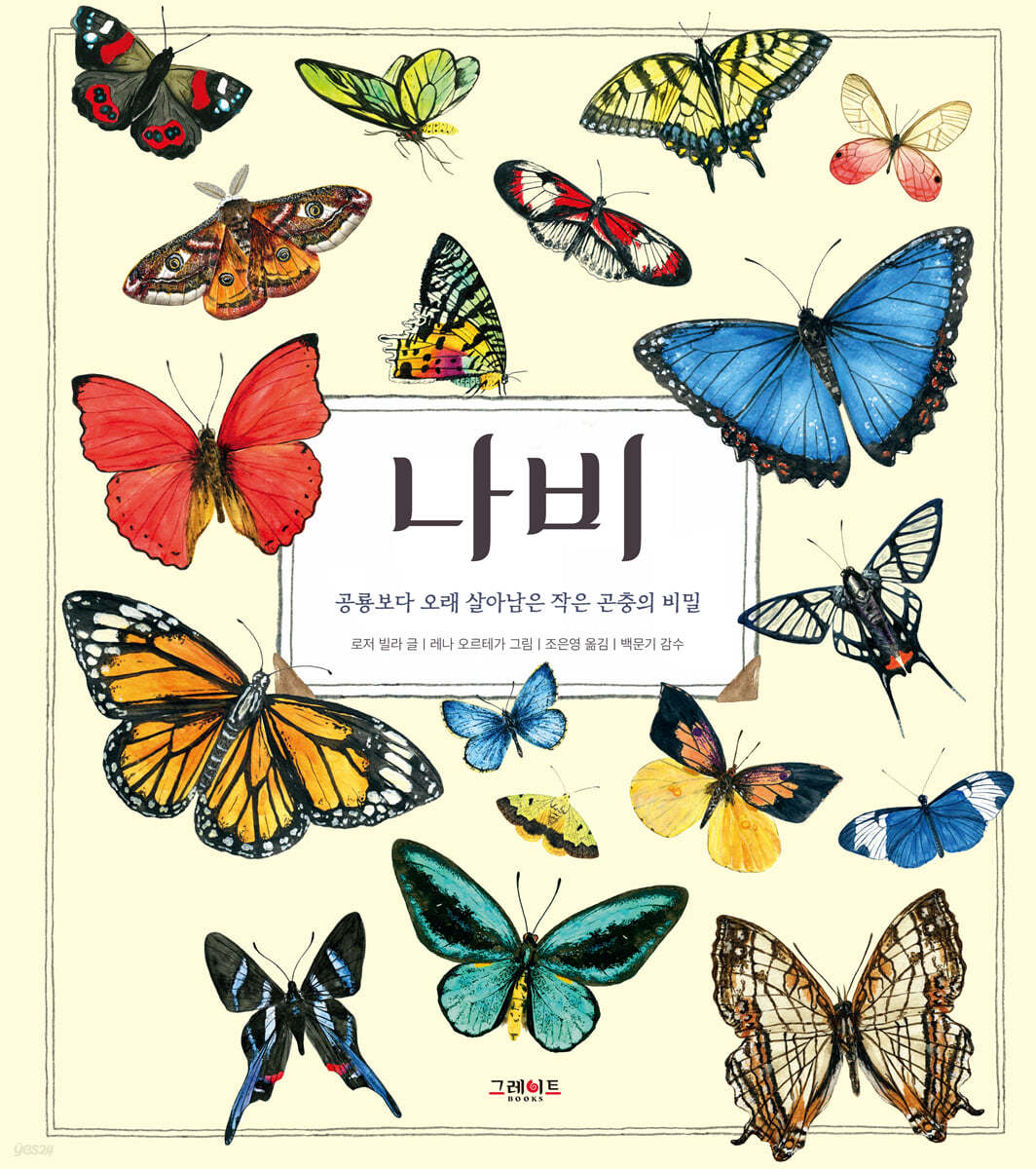 나비