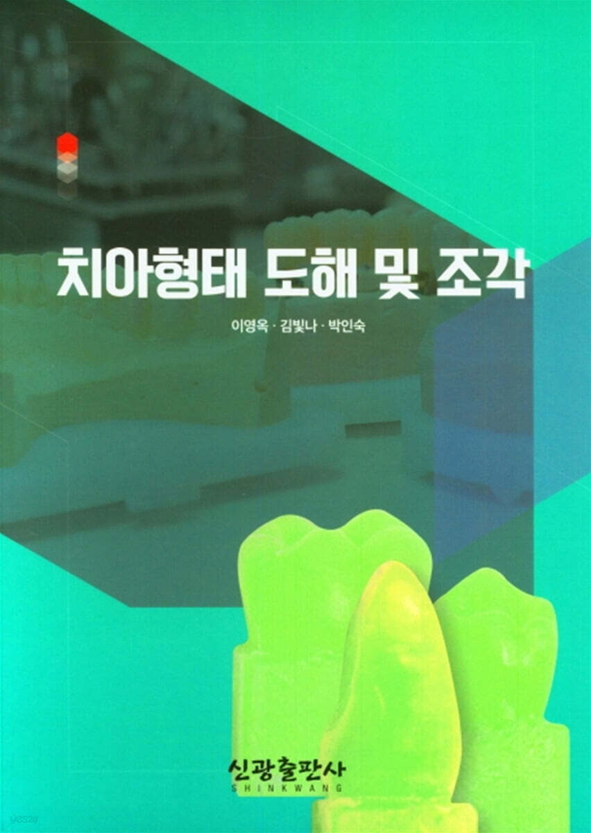 치아 형태 도해 및 조각