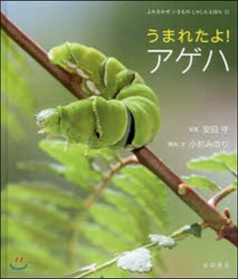 うまれたよ!アゲハ