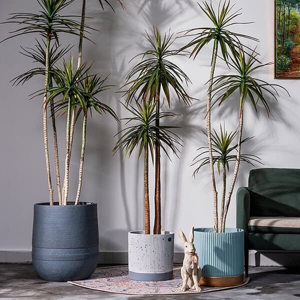 드라세나 마지나타 조화(160cm) 감성 인테리어 식물