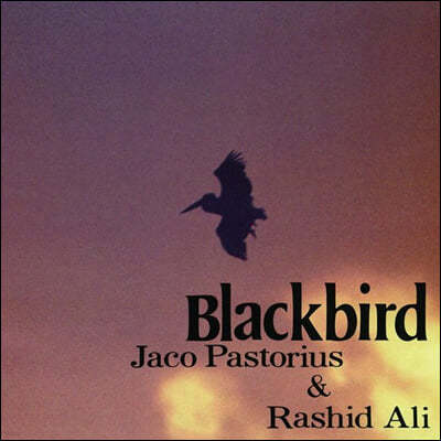 Jaco Pastorius / Rashid Ali (자코 파스토리우스 / 라시드 알리) - Blackbirds