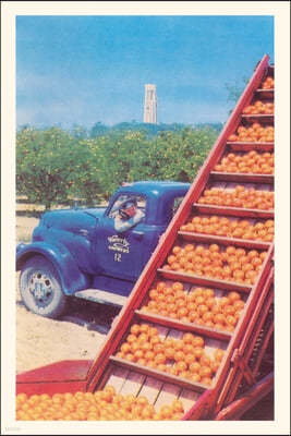 Vintage Journal Sorting Oranges in Orchard, Florida