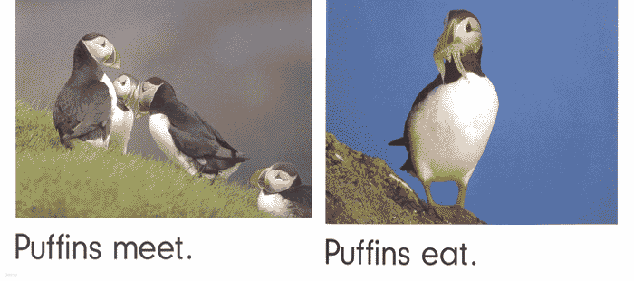 Puffins Climb, Penguins Rhyme (Paperback, Reprint)
