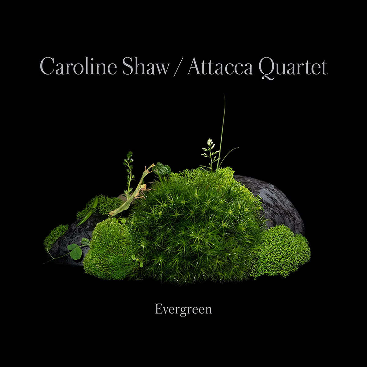 Caroline Shaw / Attacca Quartet 캐롤라인 쇼: 에버그린 (Caroline Shaw: Evergreen)