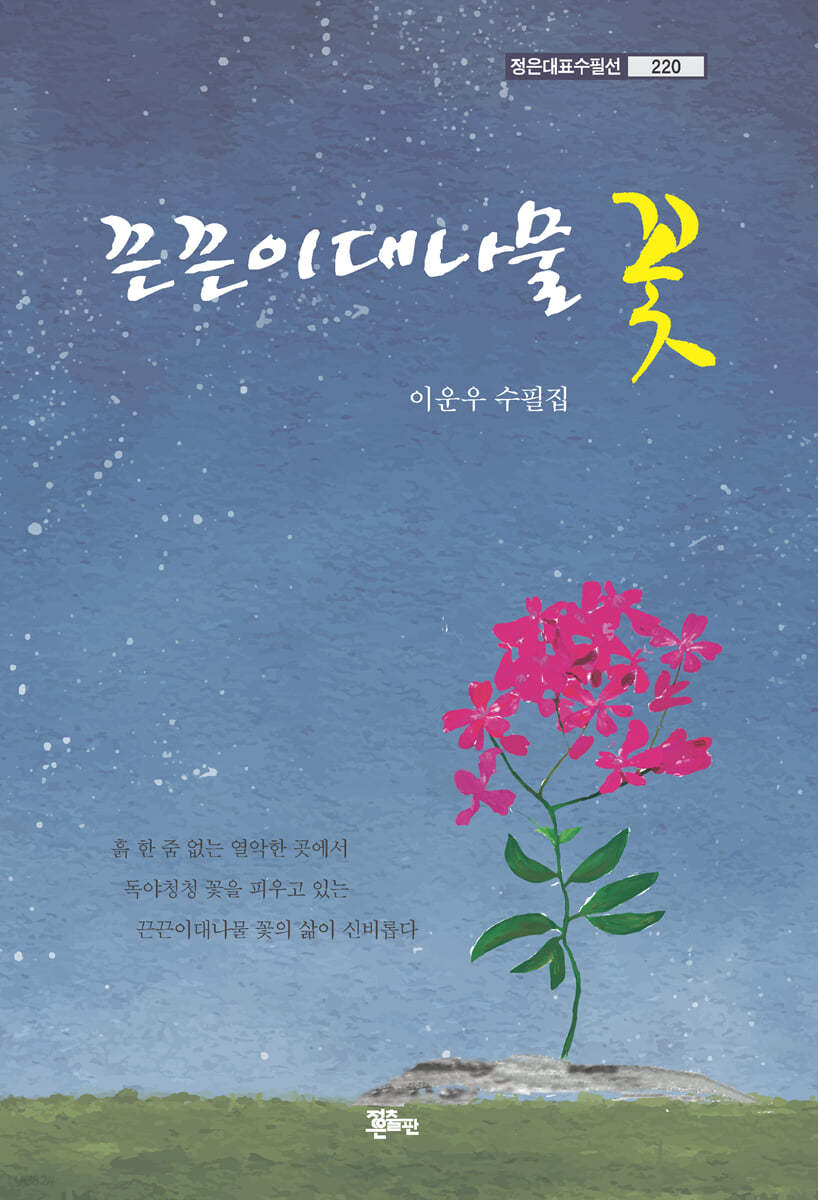 끈끈이대나물 꽃