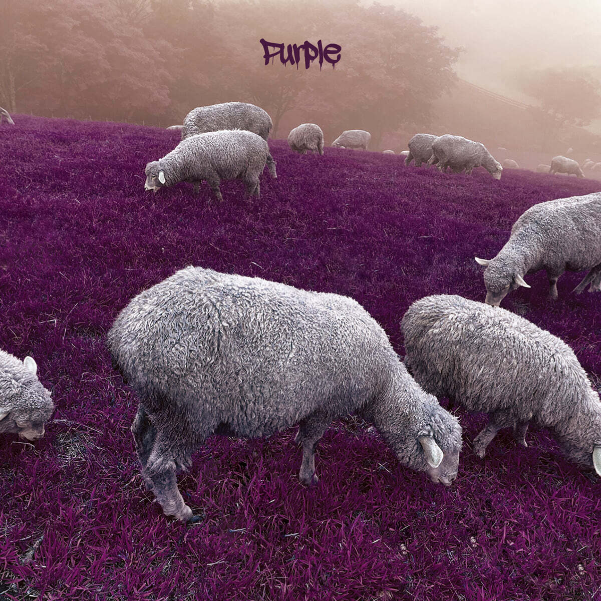Attention 24 (어텐션 24) - Purple
