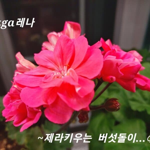 Pgza 레나   러시아제라늄