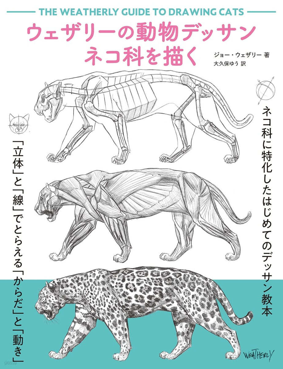 ウェザリ-の動物デッサン ネコ科を描く